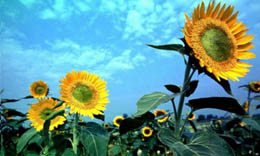 向日葵廣告公司的三重標準